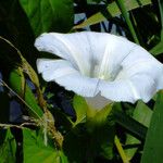 Calystegia silvatica Λουλούδι