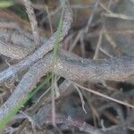 Plantago sempervirens Bark