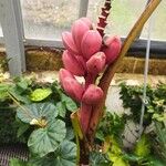 Musa velutina Fruto