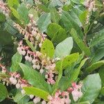 Gaultheria shallon Flower