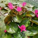 Nymphaea rubra Habit