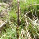 Carex laevigata Bark