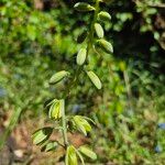 Albuca abyssinica Kwiat