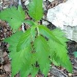 Campanula trachelium Folha