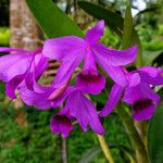 Guarianthe bowringiana Flor