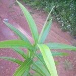 Ocotea guianensis Feuille