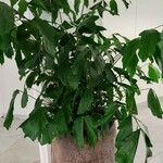 Caryota mitis Leaf