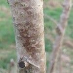 Chionanthus retusus Bark