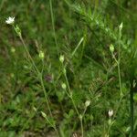 Minuartia setacea Outro