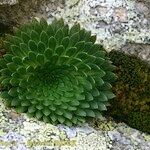 Saxifraga florulenta Anders