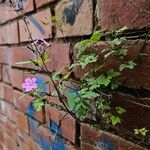 Geranium purpureum Elinympäristö