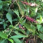 Phytolacca americana Blad