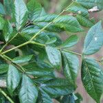 Albizia adinocephala Blatt