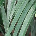 Podocarpus elongatus Leaf