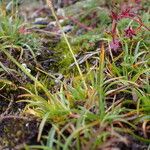 Carex uncinioides Habit