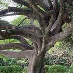 Ficus microcarpaBark