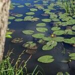 Nuphar pumila Feuille