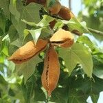 Brachychiton discolor Fruit