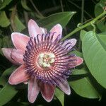 Passiflora laurifolia Цвят