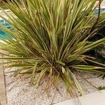 Phormium tenaxBlatt