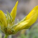 Lotus campylocladus Λουλούδι