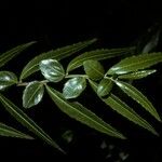 Azara lanceolata Leaf