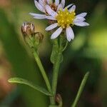Tripolium pannonicum 花