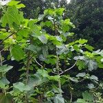 Ficus carica Листо
