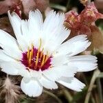 Catananche arenaria Квітка