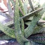 Gasteria disticha Leaf