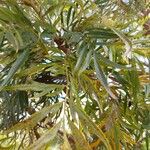 Grevillea robusta 叶