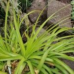 Hechtia caerulea ഇല