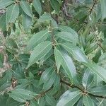 Quercus myrsinifolia Leaf