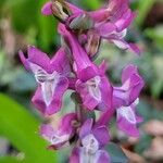 Corydalis cavaKwiat