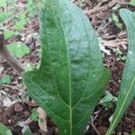 Neurolaena lobata Leaf