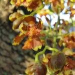 Cyrtopodium punctatum Flower