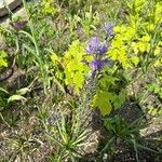 Camassia quamash Fleur