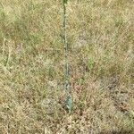 Turritis glabra Hábito