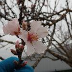 Prunus dulcis 花