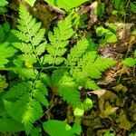 Botrychium virginianum Leaf