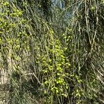 Retama monosperma Fruit