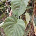 Ipomoea tiliacea Leaf