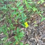 Hypericum hypericoides Квітка