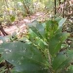Lecythis idatimon Leaf