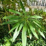 Euphorbia mellifera Lapas