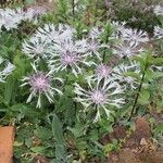 Cyanus lugdunensis Flower