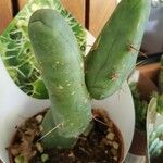 Echinopsis lageniformis Hoja