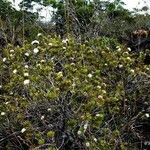 Melaleuca gnidioides Hábito