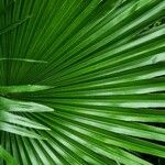 Washingtonia robustaFolla