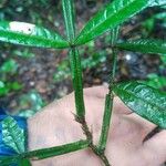 Inga longiflora Blad